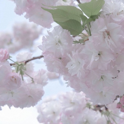 兽设晴天场景绘制兽圈社群